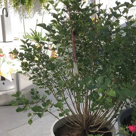 Гостевой дом Poppies , Free Parking