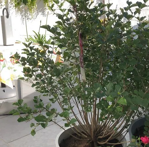 ゲストハウス Poppies , Free Parking